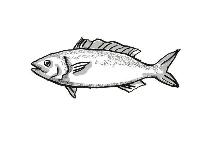 Kahawai New Zealand Fish Cartoon Retro Drawing example image 1