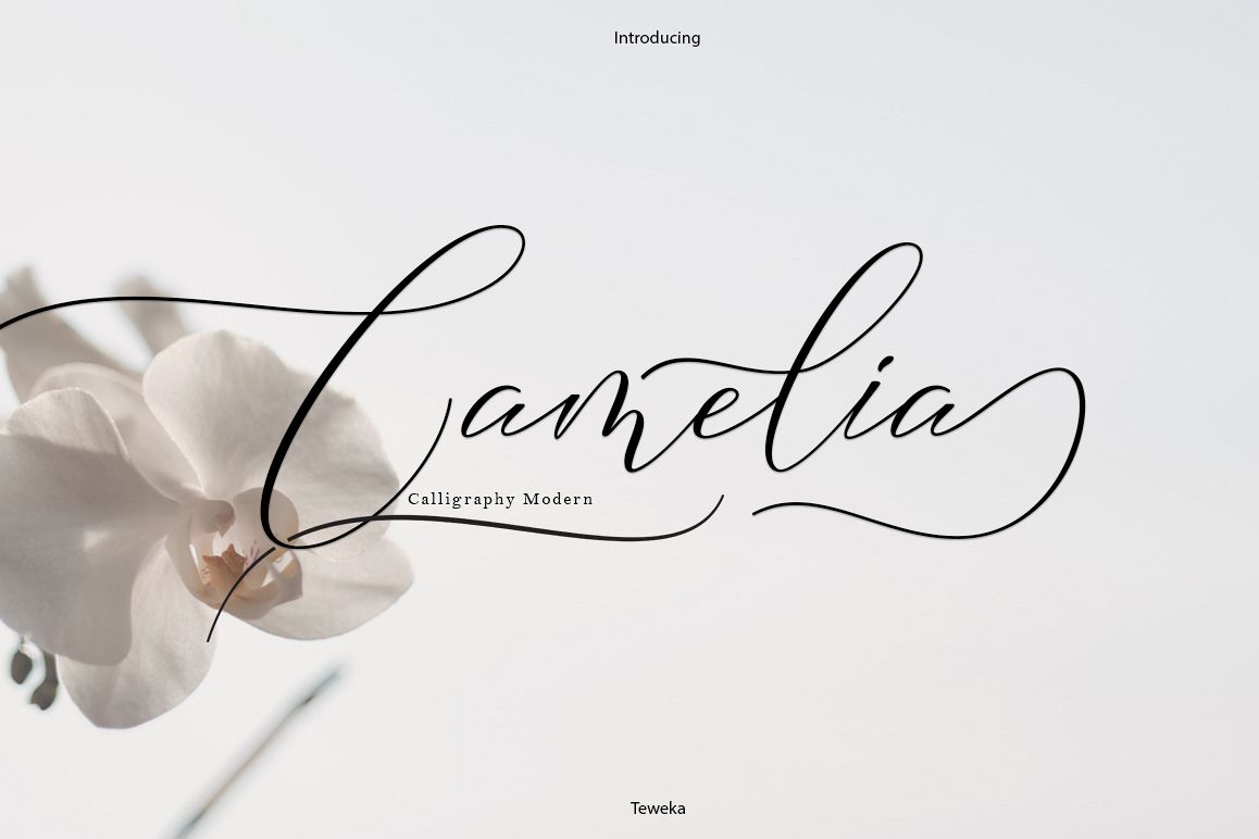 Camelia Calligraphy Modern example image 1