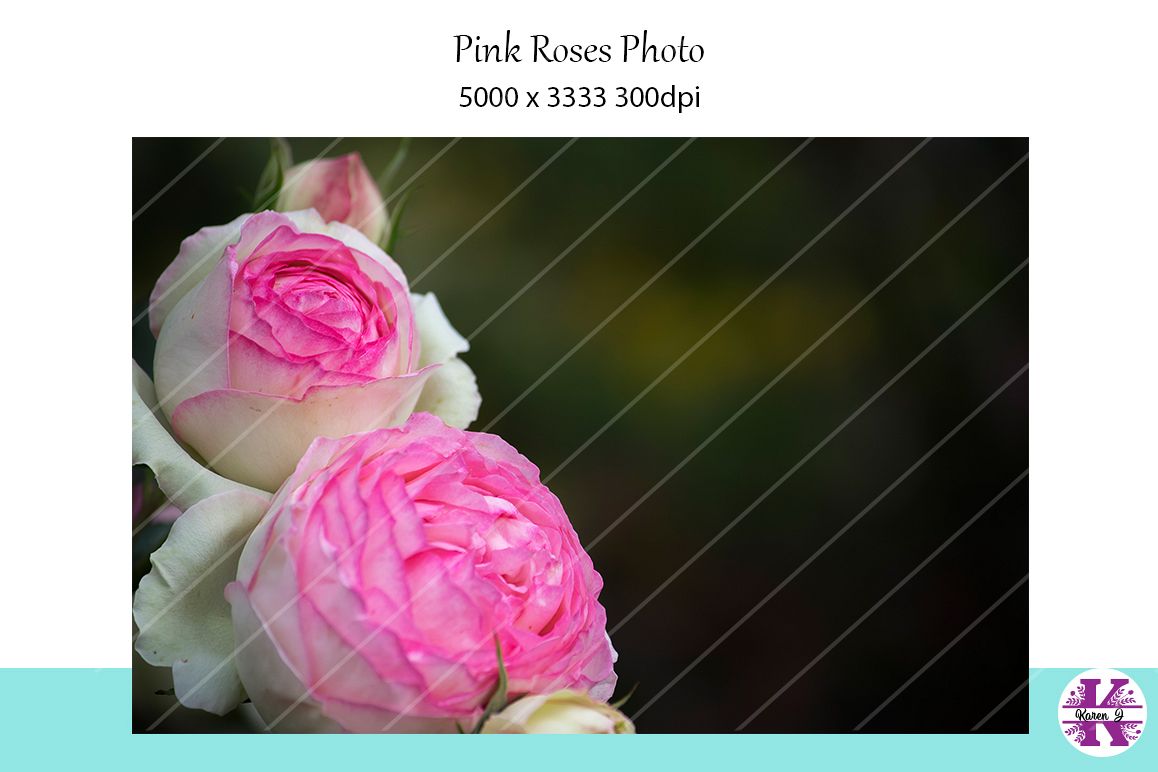 Pink Roses Photo example image 1