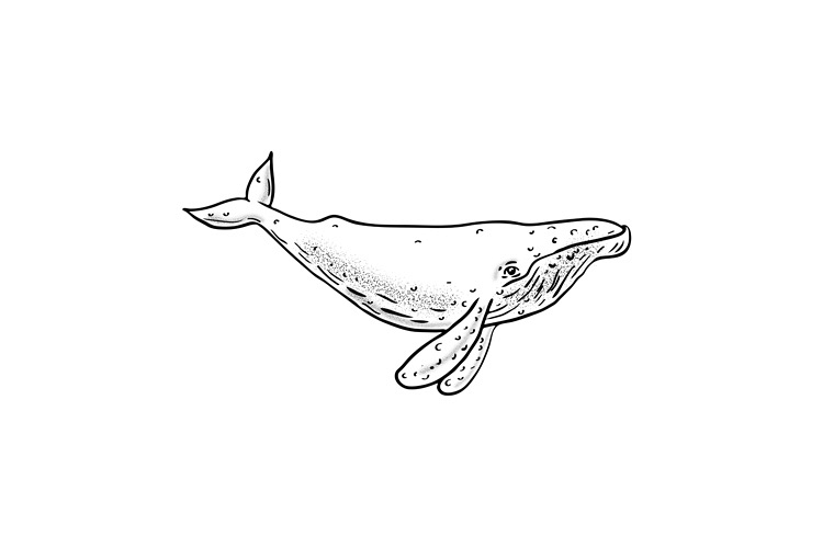 Humpback Whale Drawing Side example image 1