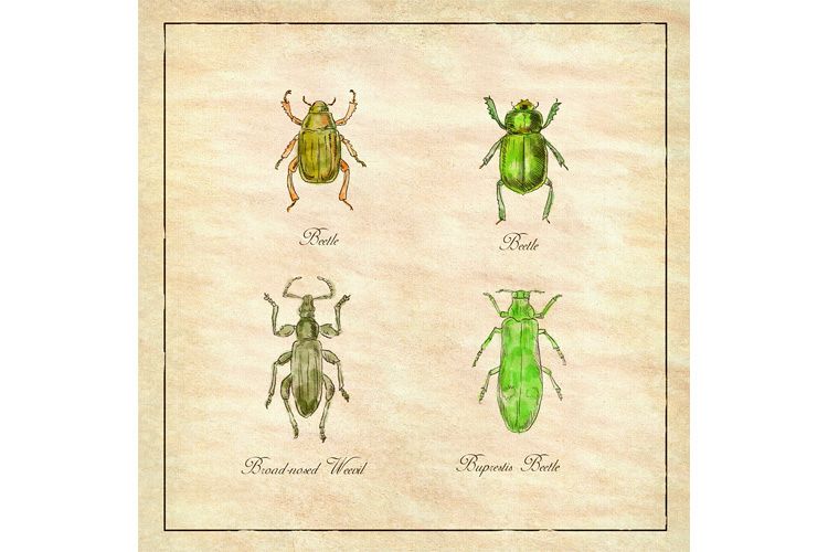 Beetle, Broad-Nosed Weevil and Buprestis Beetle Vintage example image 1