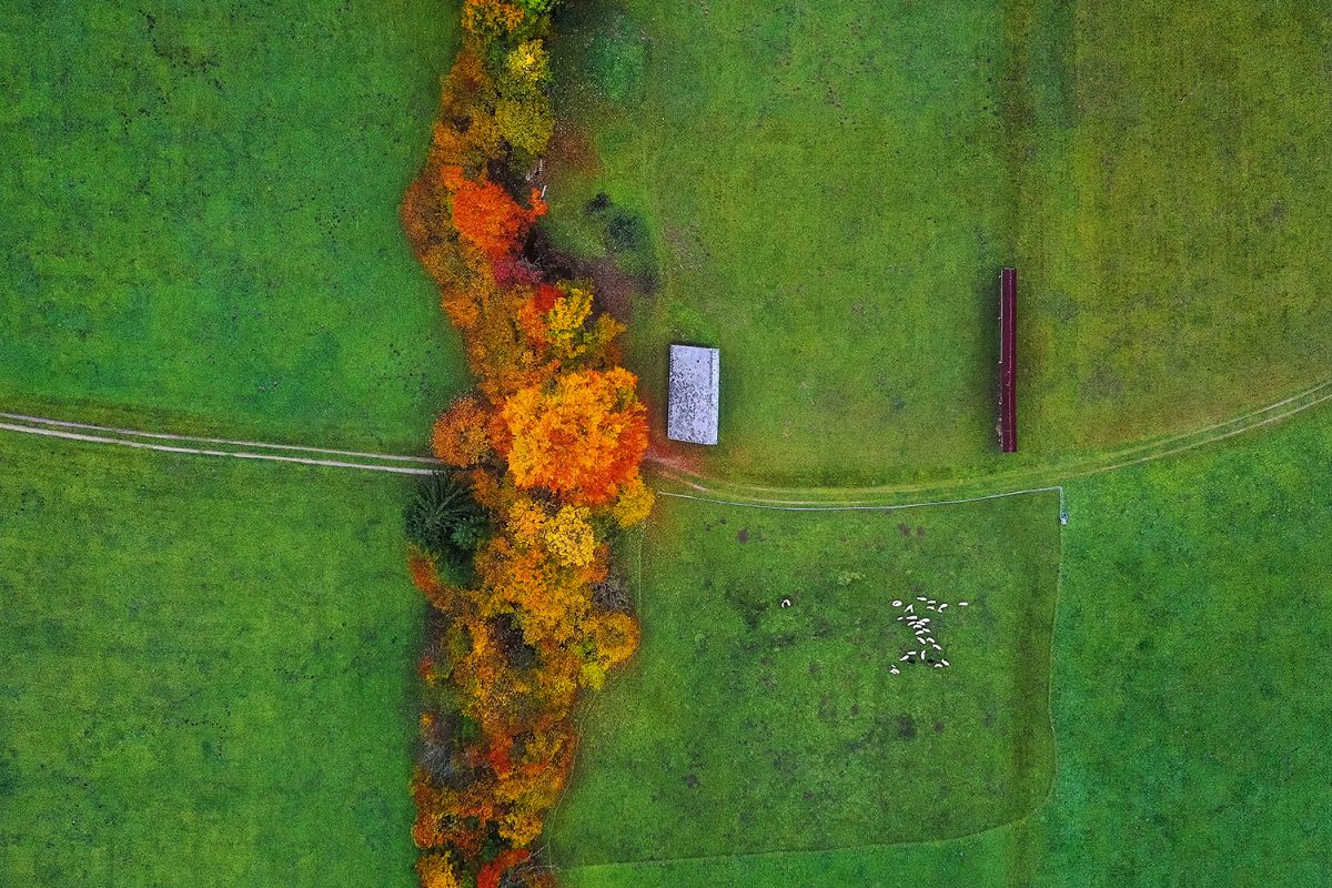 Trees, grass and animals from above example image 1