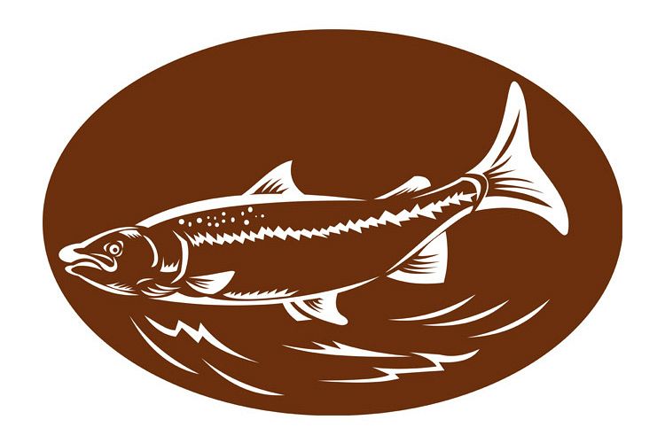 speckled spotted trout fish retro woodcut example image 1