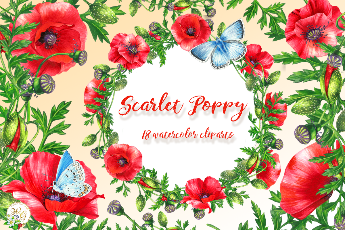 Scarlet Poppy set 18 watercolor handpainted clipart, floral, example image 1