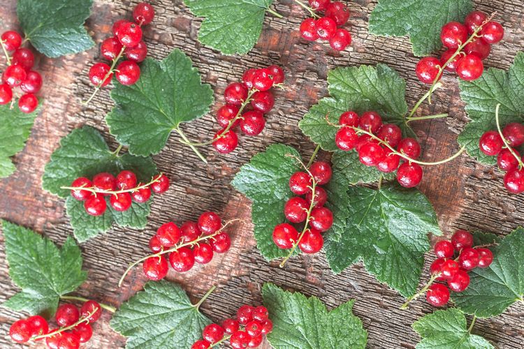 Black and red currant example image 1