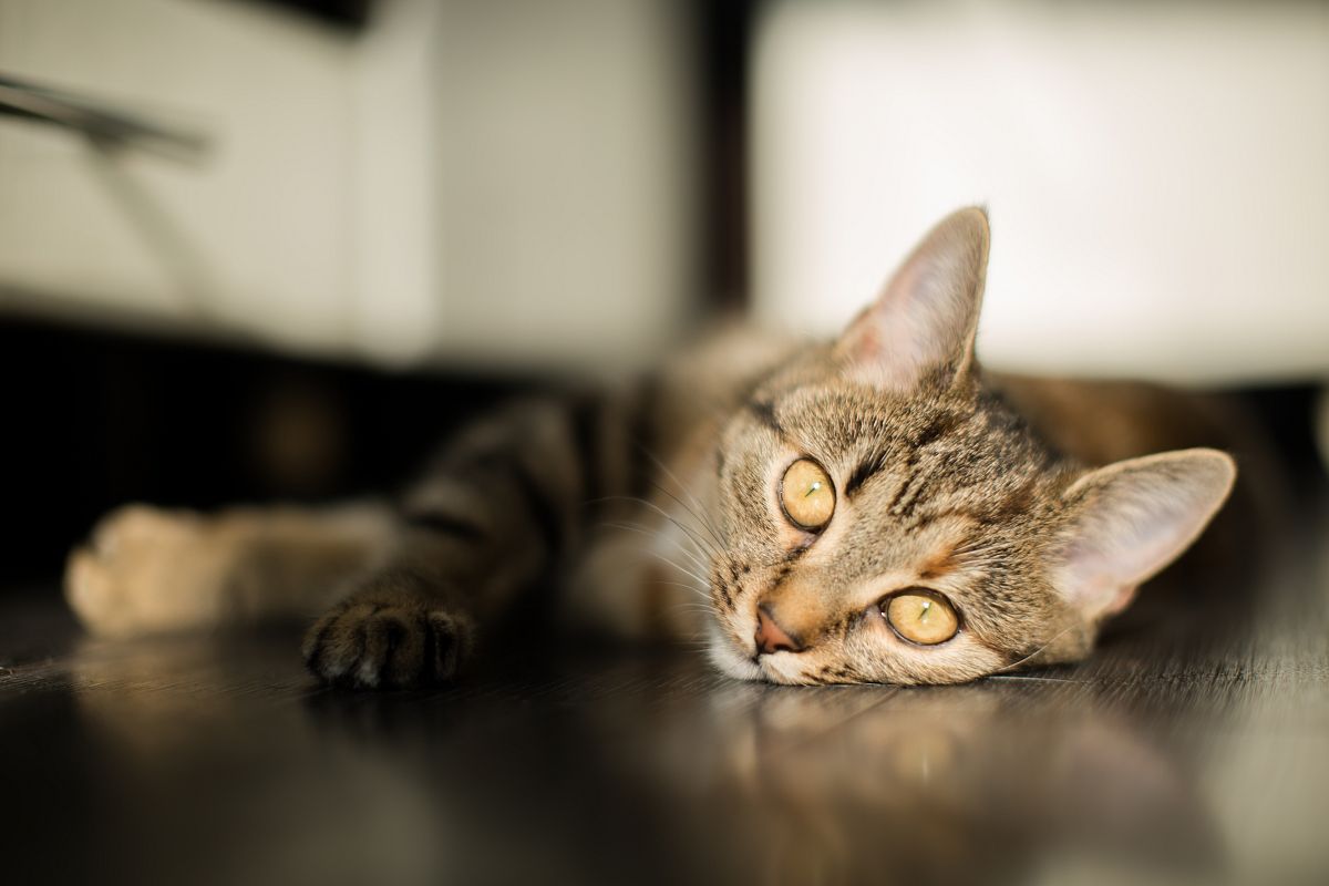 Cat falling a sleep under the sun example image 1