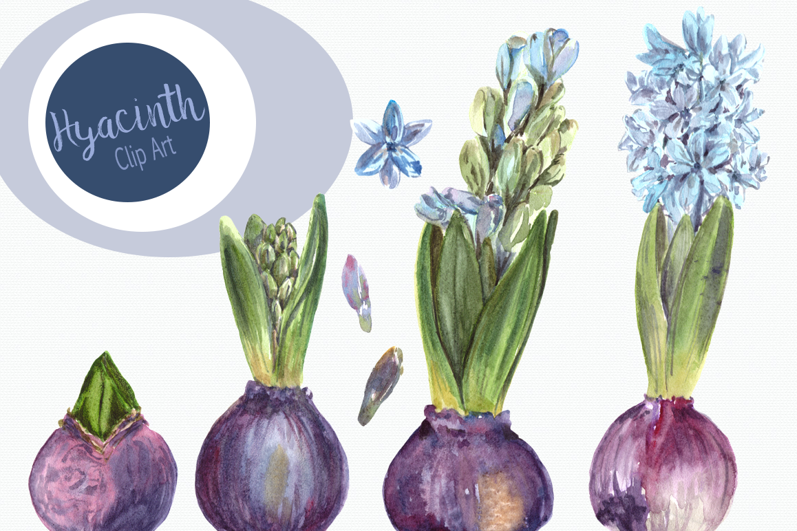 Watercolor Hyacinth Clip Art Set example image 1