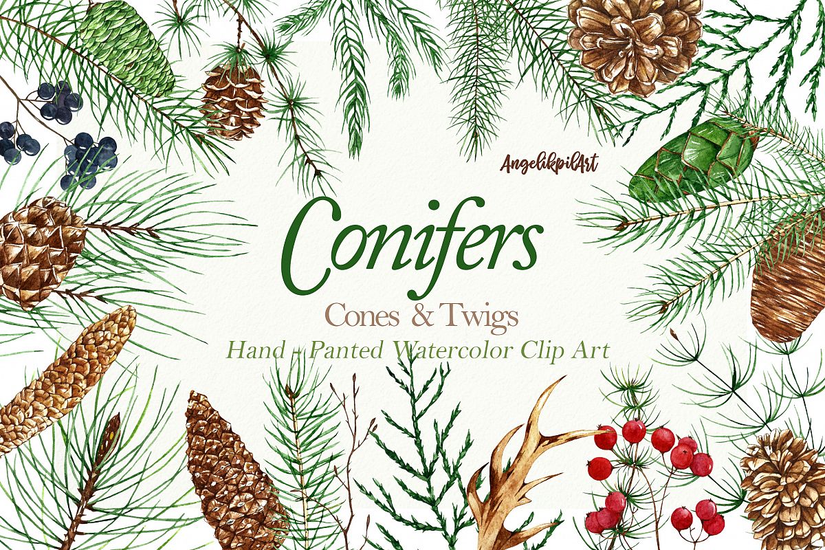 Conifers. Cones&Twigs watercolor example image 1
