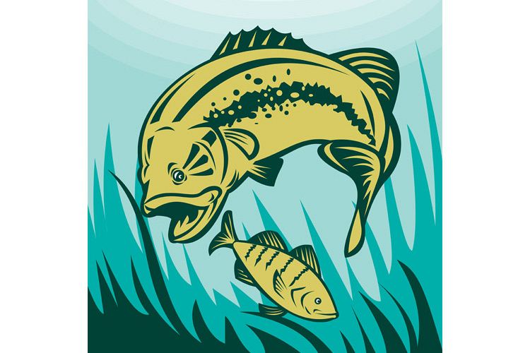 largemouth bass preying on perch fish example image 1