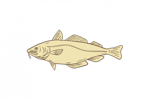 Atlantic Cod Fish Drawing example image 1