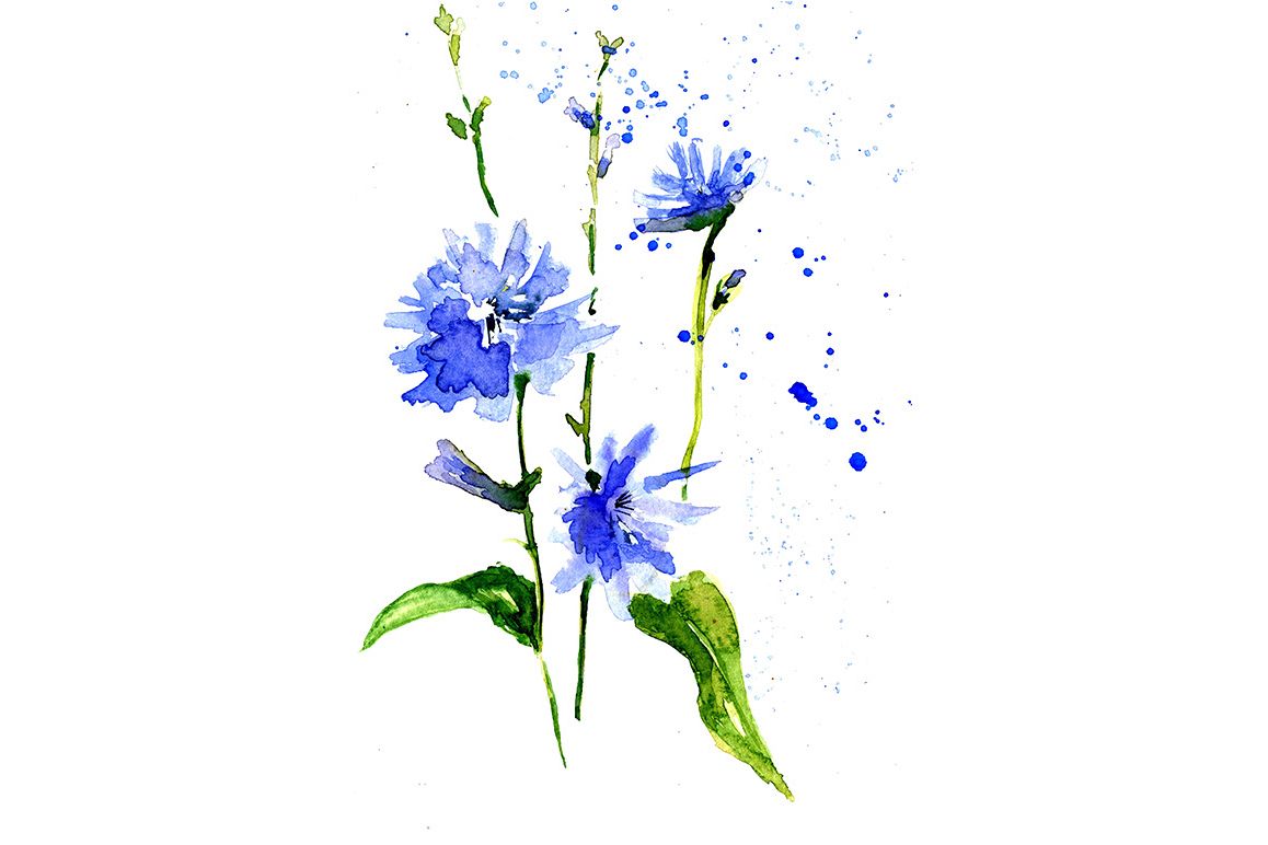 sketch drawing blue chicory example image 1