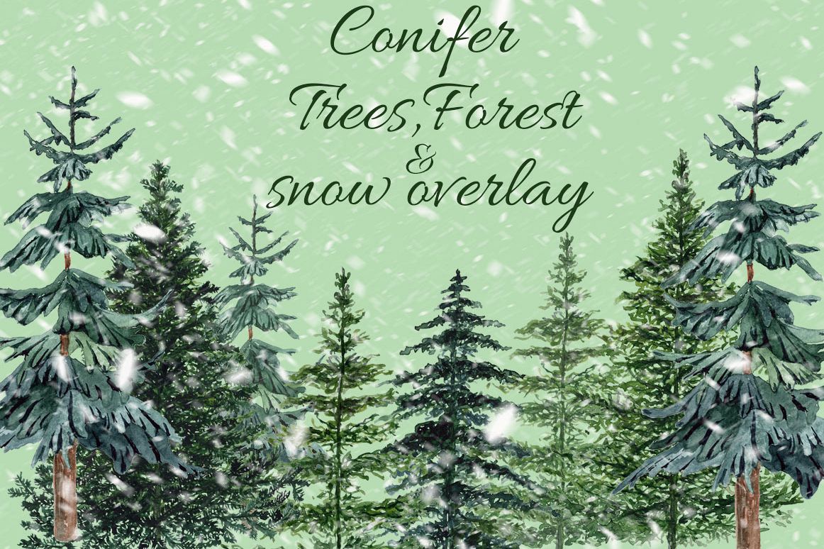 Conifers trees clipart example image 1