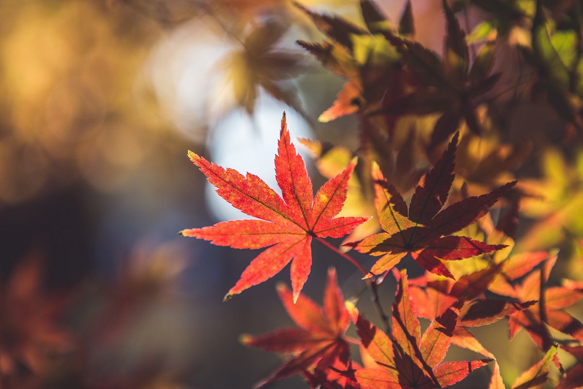 Autumn Leaves #13 example image 1