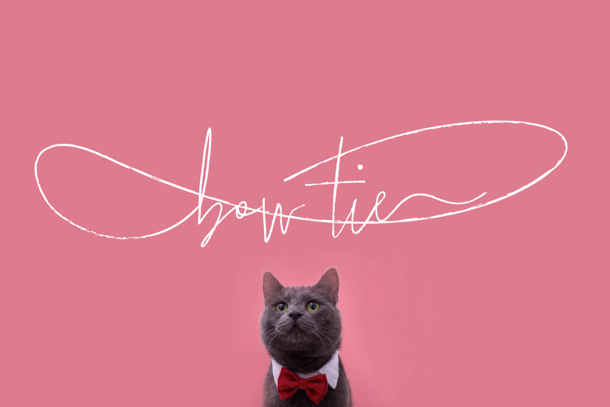 Bow Tie example image 1