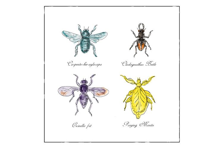 Carpenter Bee, Beetle, Oscinella Frit and Praying Mantis example image 1