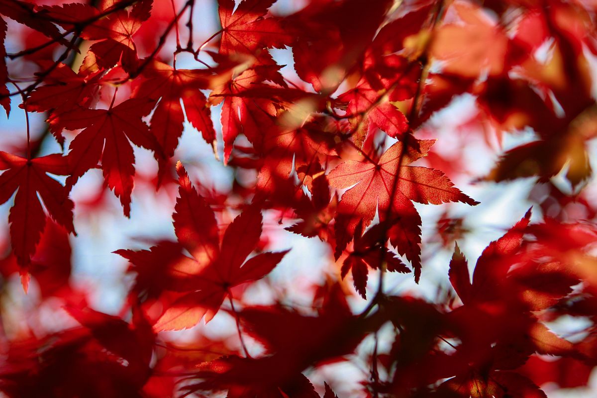 Autumn Leaves #2 example image 1