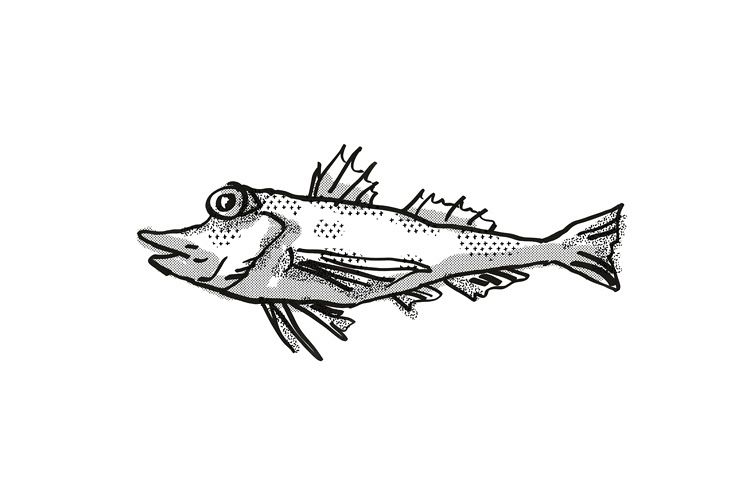 Saumarez Gurnard Australian Fish Cartoon Retro Drawing example image 1
