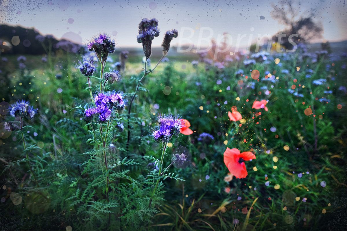 Nature photo, floral photo, summer photo, Wildflowers example image 1