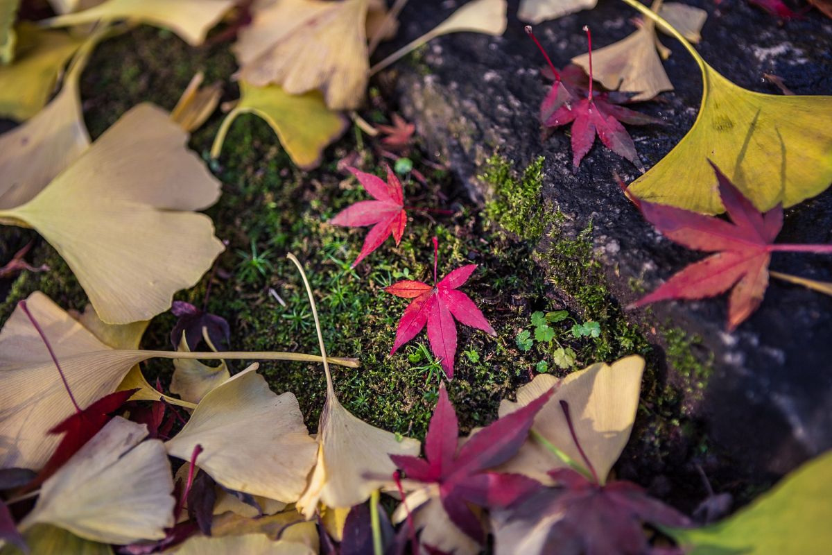 Autumn Essence example image 1