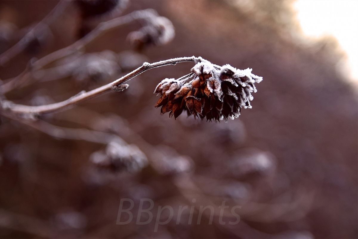 Nature photo, flora photo, twig photo, winter photo example image 1