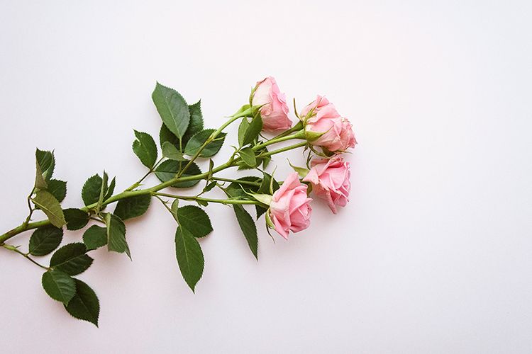Pink roses example image 1