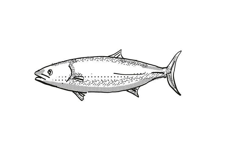 Kingfish New Zealand Fish Cartoon Retro Drawing example image 1