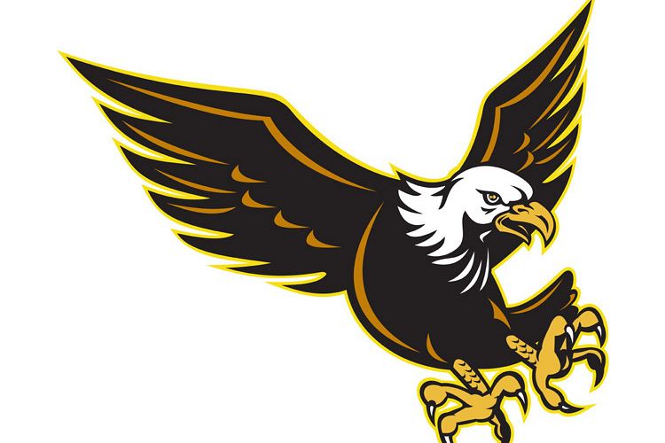 American Bald Eagle flying example image 1