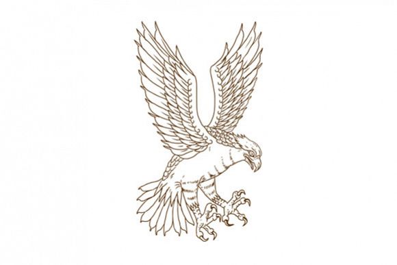 Osprey Swooping Drawing example image 1