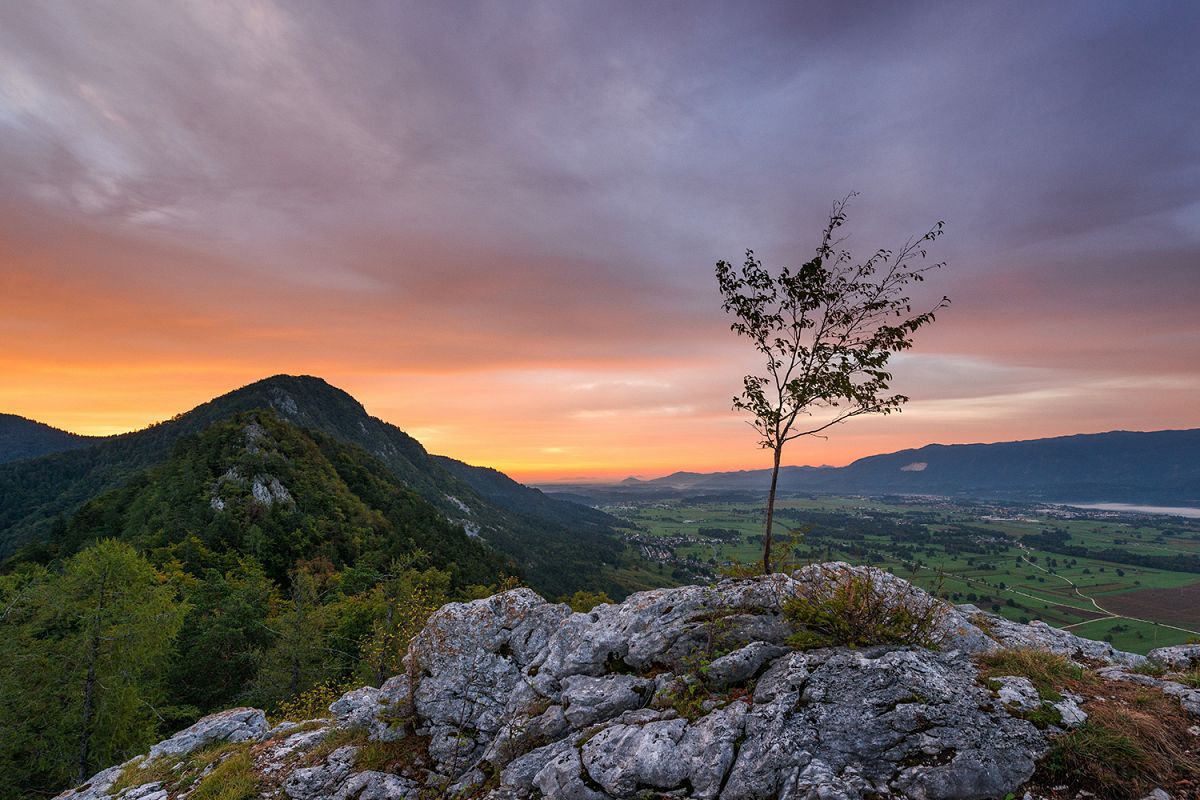 Lonley tree in the mountains at sunrise example image 1
