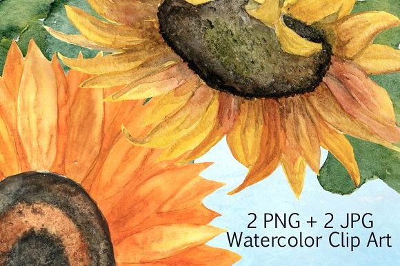 2 JPG + 2 PNG Sunflower Clip Art example image 1
