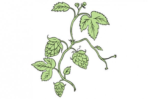 Hop Plant Climbing Drawing example image 1