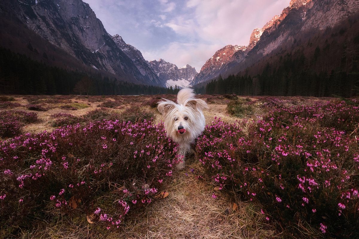 Dog playing among the flowers example image 1