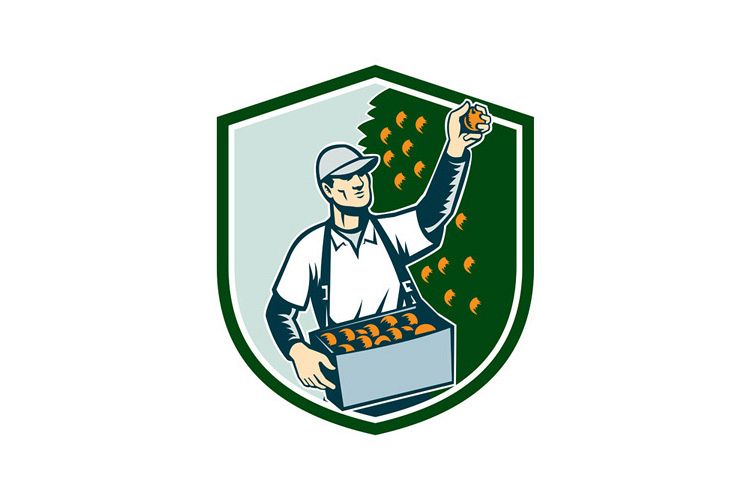 Fruit Picker Worker Picking Plum Shield example image 1