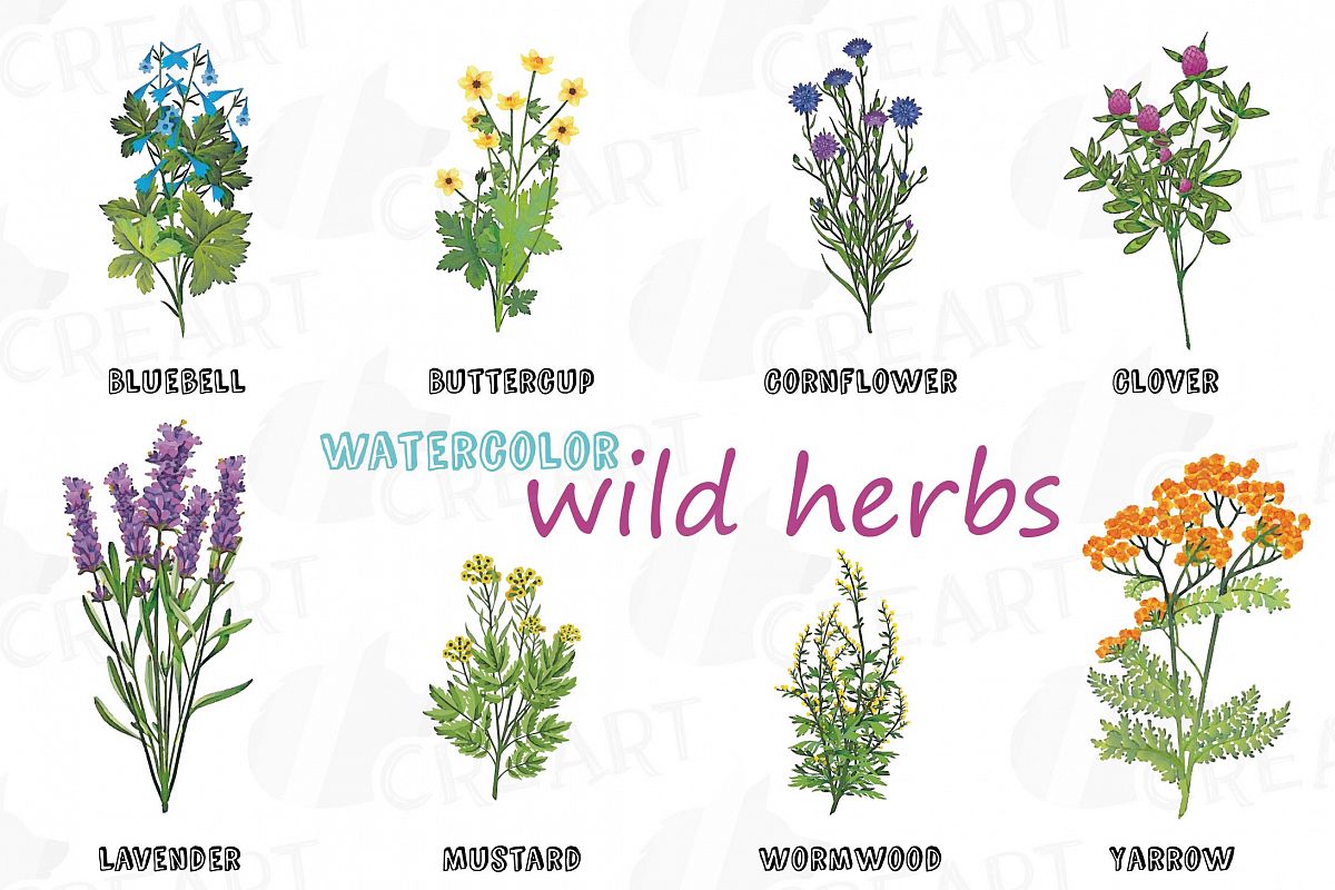 Wild Herbs clip art pack, Watercolor herbs chart vector