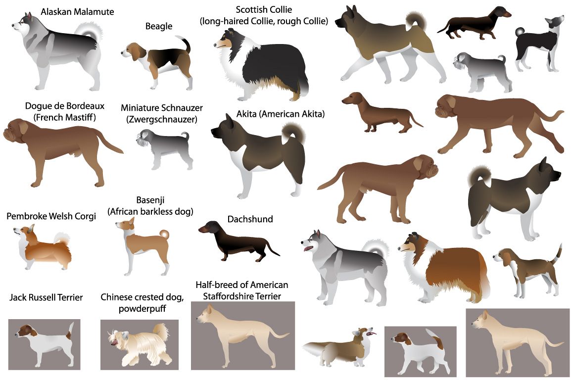 Dog show example image 1