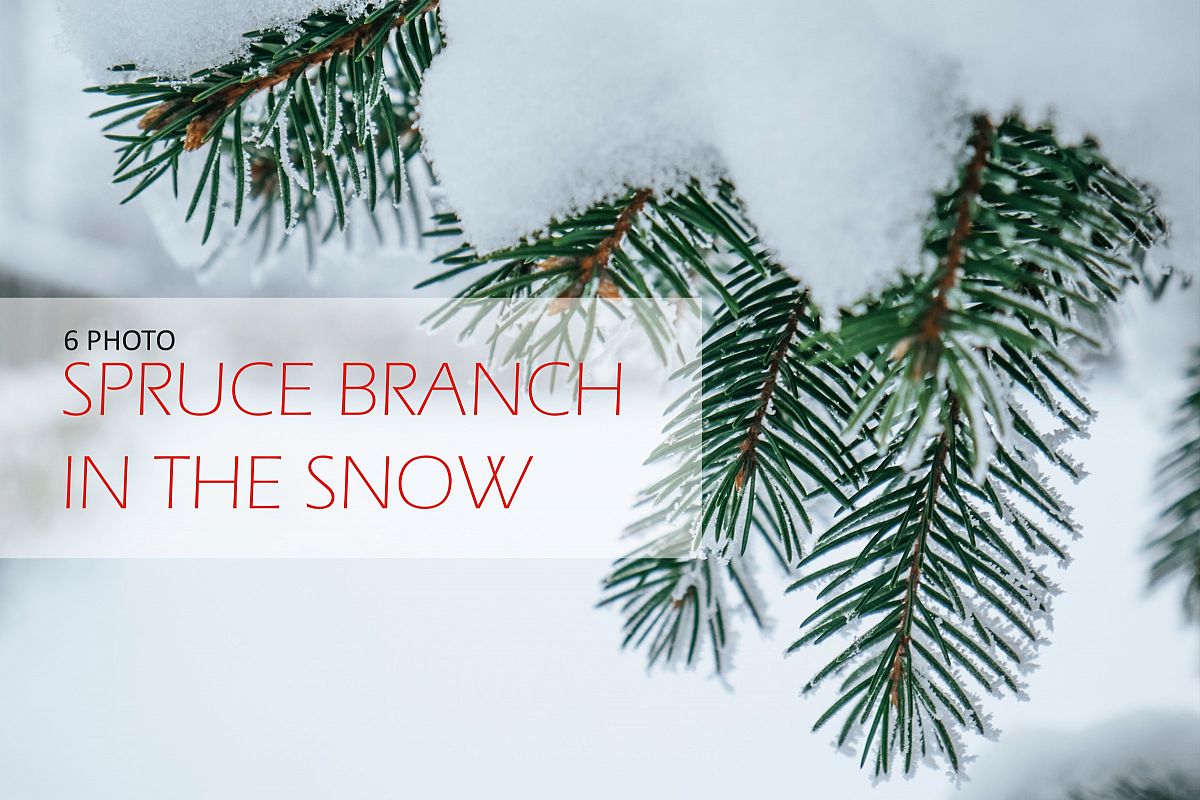 Spruce branch in the snow close-up example image 1