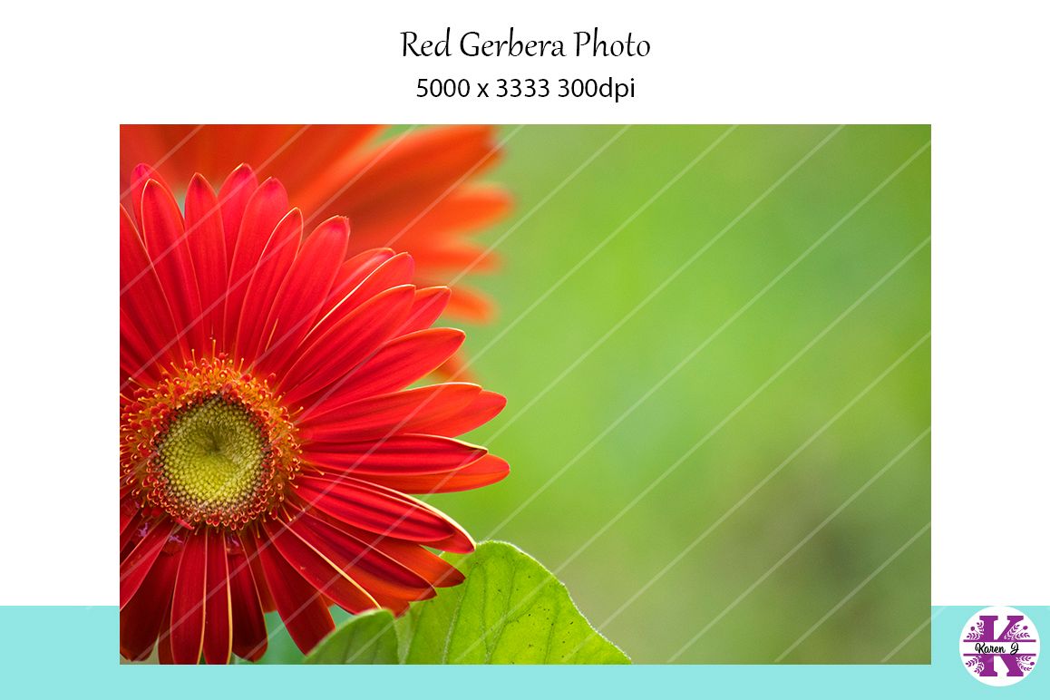 Red Gerbera Photo example image 1