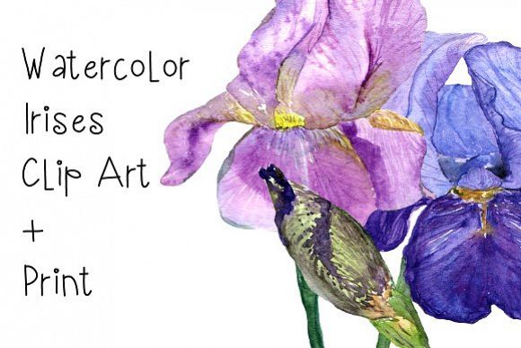 Watercolor Irises Clip Art + Print example image 1