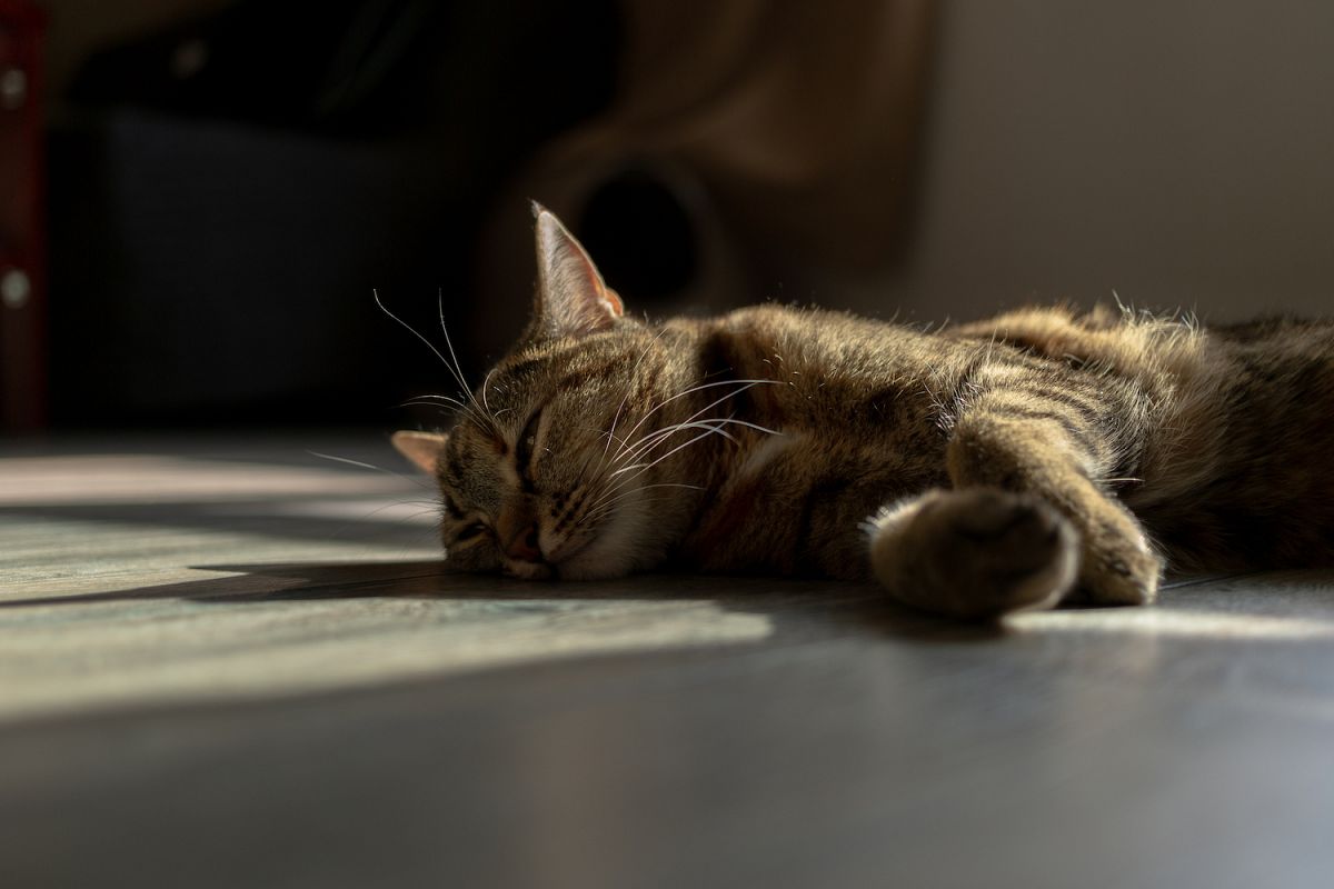 Cat laying in the sun example image 1