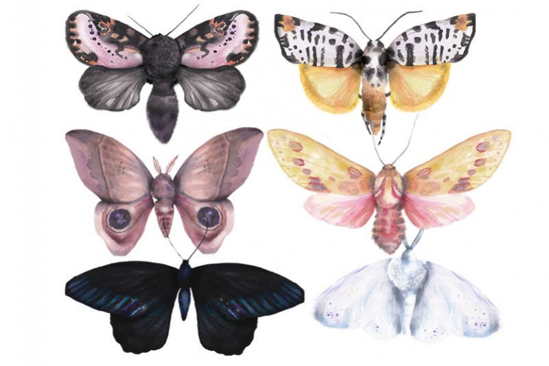 6 beautiful unique vintage watercolor moths and butterflies example image 1