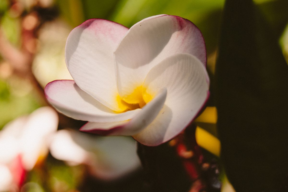 Plumeria flower photo 2 example image 1