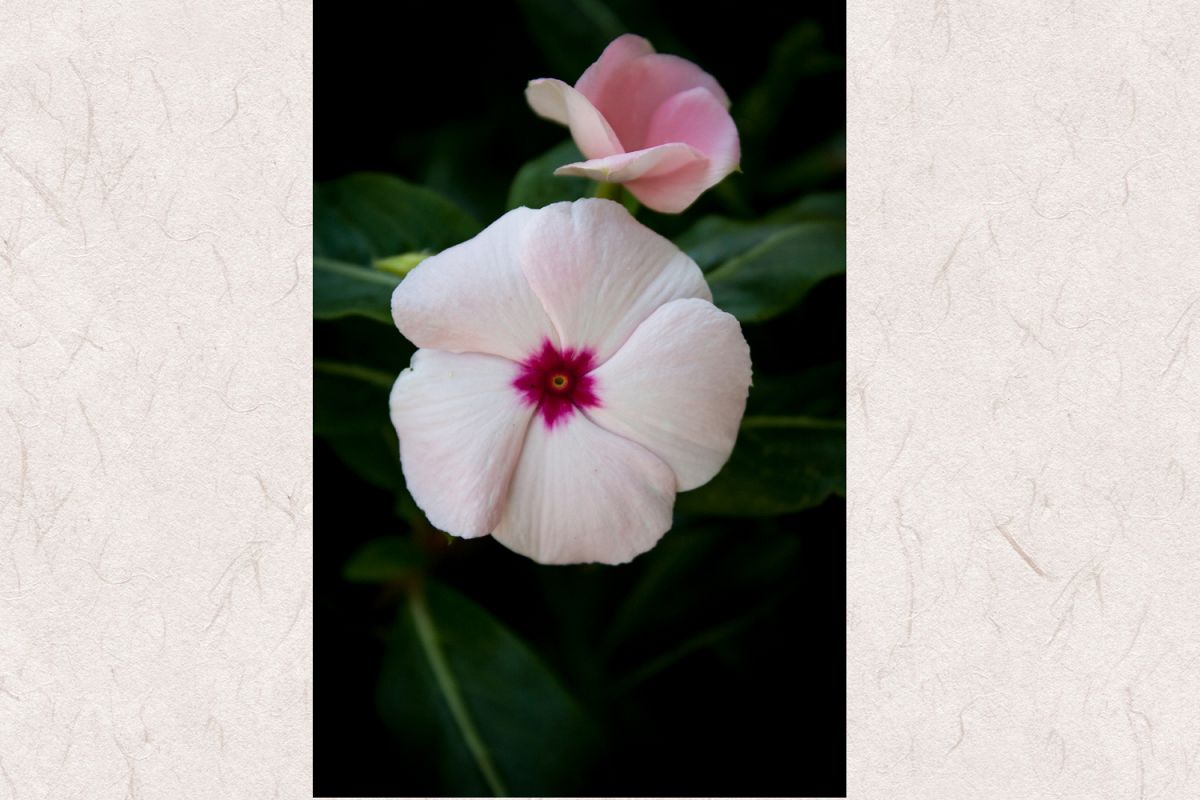 Periwinle flower photo 1 example image 1