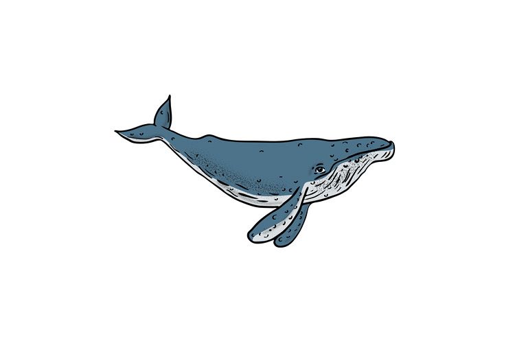 Humpback Whale Color Drawing example image 1