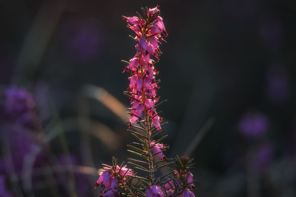 Erica plant example image 1