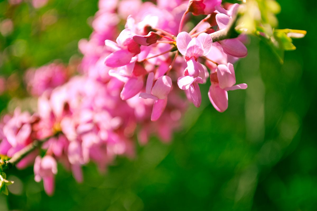 Vibrant Spring Flowers example image 1