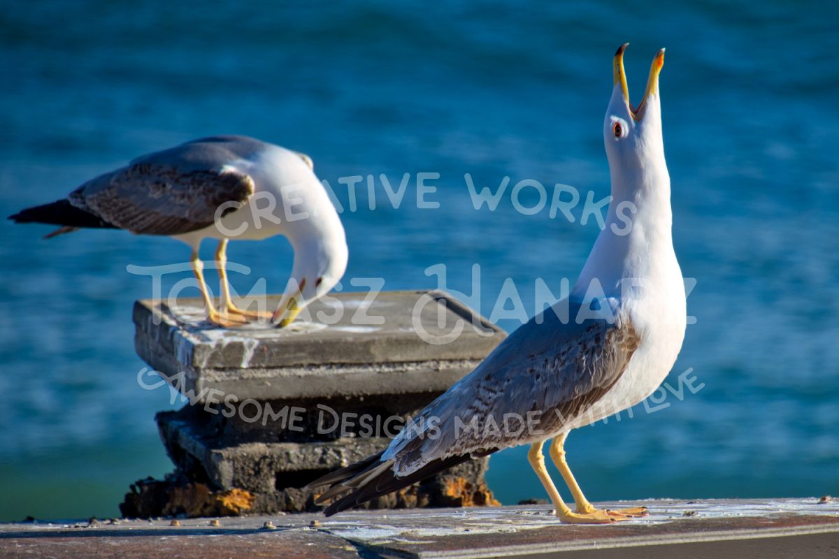 Two Seagulls On Seashore example image 1