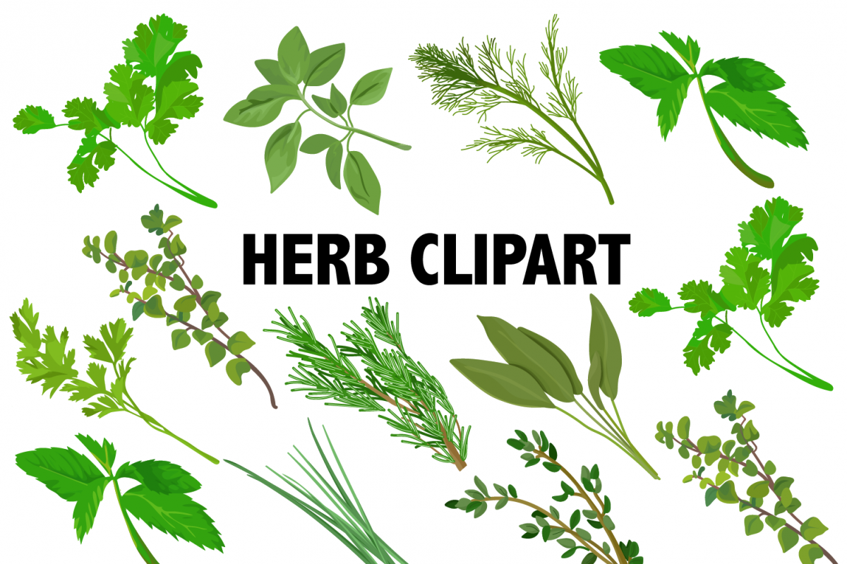 Herbs Clipart example image 1