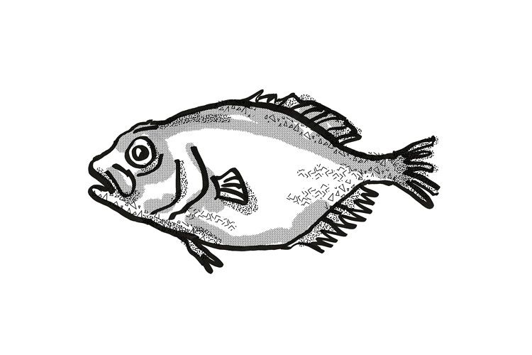 orange roughy New Zealand Fish Cartoon Retro Drawing example image 1