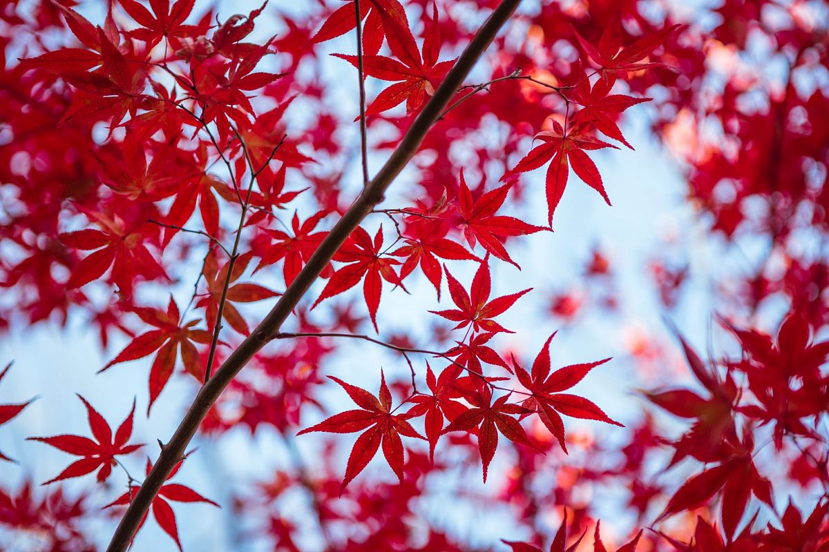 Autumn Leaves #12 example image 1