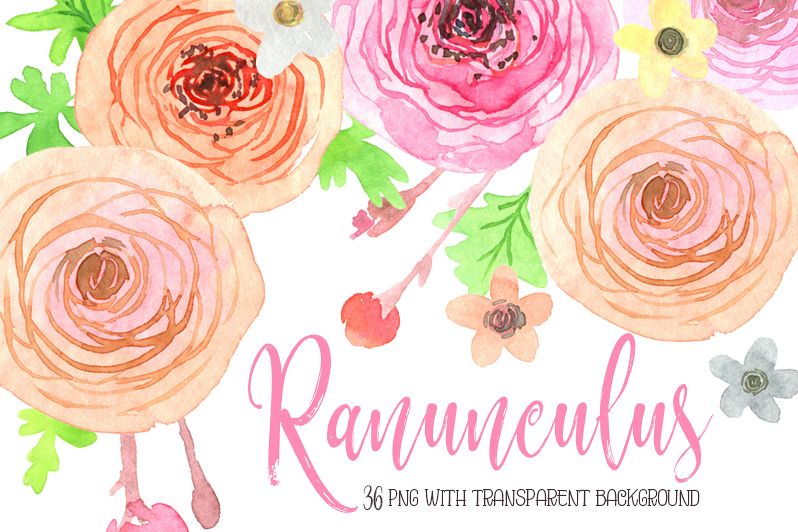 Watercolor ranunculus flowers png example image 1